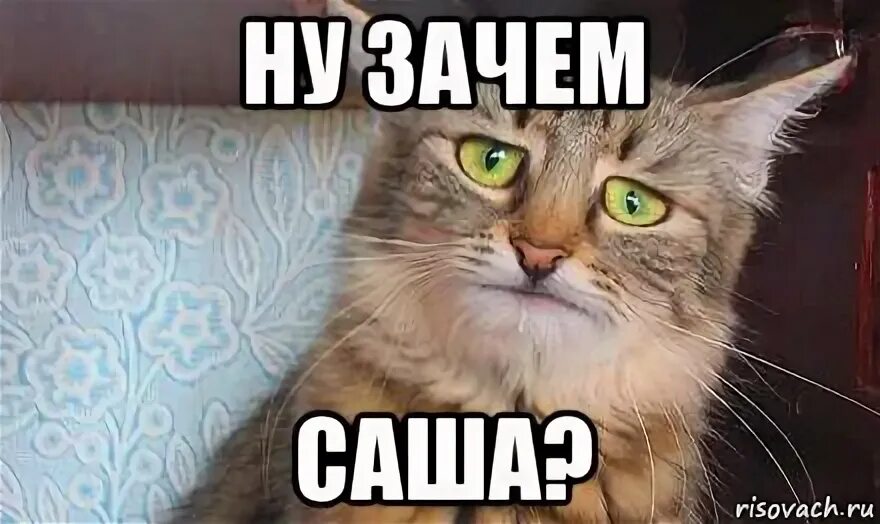 Одинокий кот мем. Я котик. Ну перестань хотя продолжай. Ну я котик. Ну я котик.
