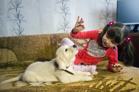 Хочу собаку сегодня