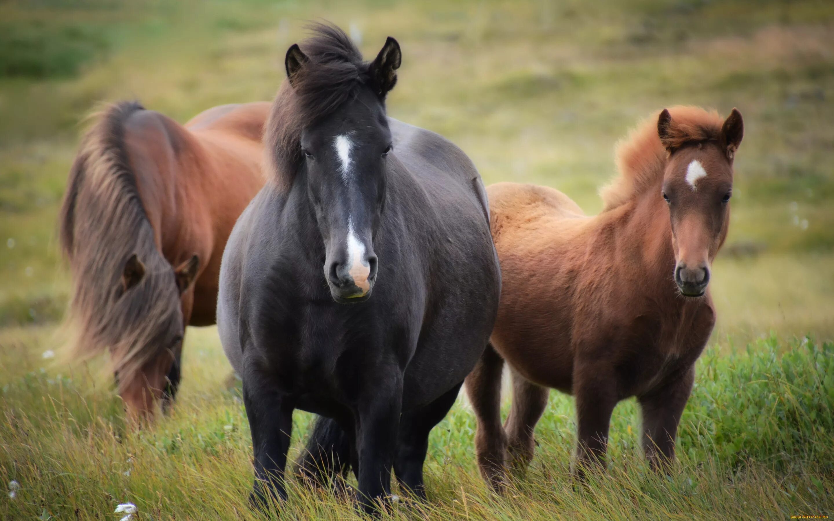 Видео про коне. Конь Пржевальского. Красивые лошади. Картинки лошадей. Лошади фото красивые.