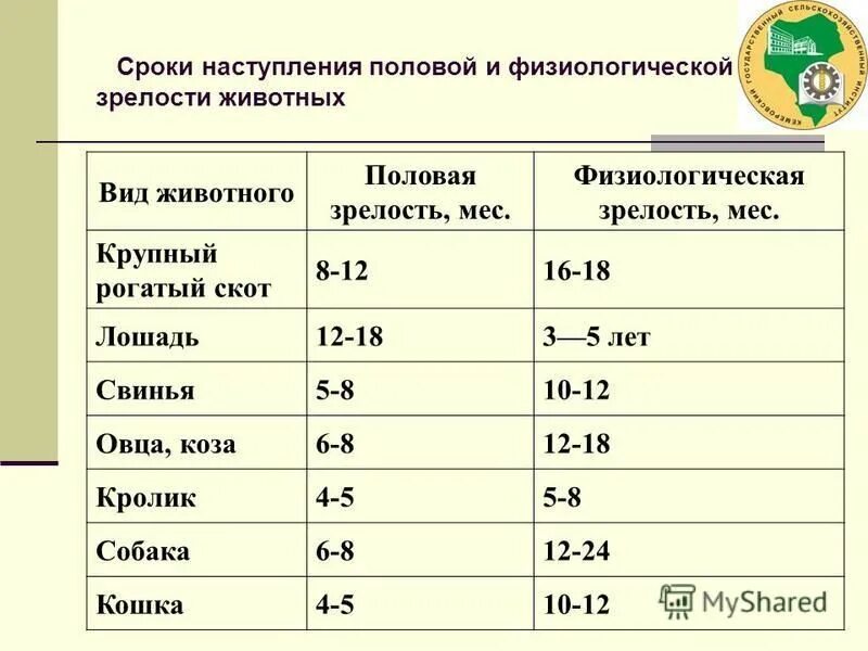 Сроки наступления половой и физиологической зрелости у животных. Физиологическая зрелость КРС. Сроки наступления половой и физиологической зрелости у свиней?. Сроки полового созревания у разных видов животных.