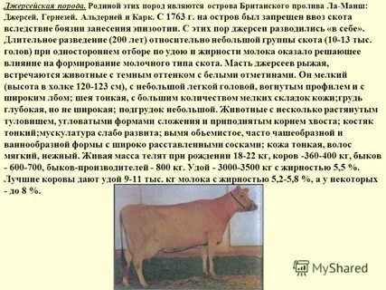 Какой удой у коровы