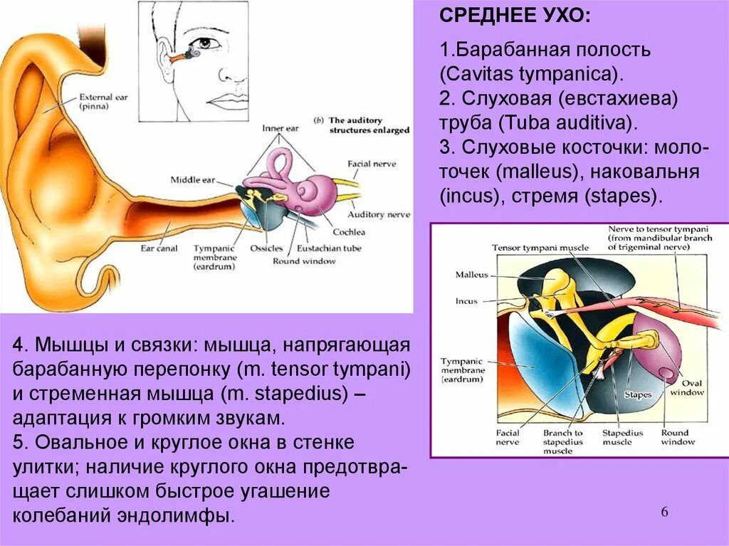 Слуховая (евстахиева) труба (Tuba auditiva). Среднее ухо барабанная полость евстахиева труба. Мышцы слуховых косточек функции. Нерв мышцы напрягающей барабанную перепонку.