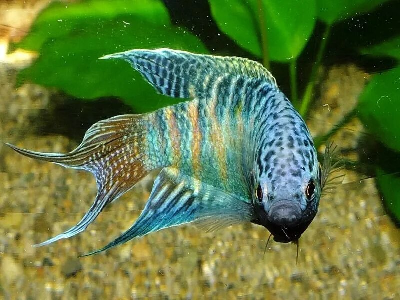 ). аквариумные рыбкирыбки гура. рыба голубой попугай аквариумная. L184 бриллиантовый анциструс. нурами.