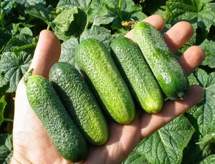 Огурец сорта луховицкий отзывы
