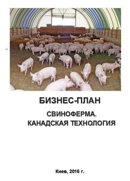 Бизнес план по свиноводству. Рацион кормления свиней. Бизнес планы разведения свиней. Условия содержания свиней. Бизнес план разведение коров.
