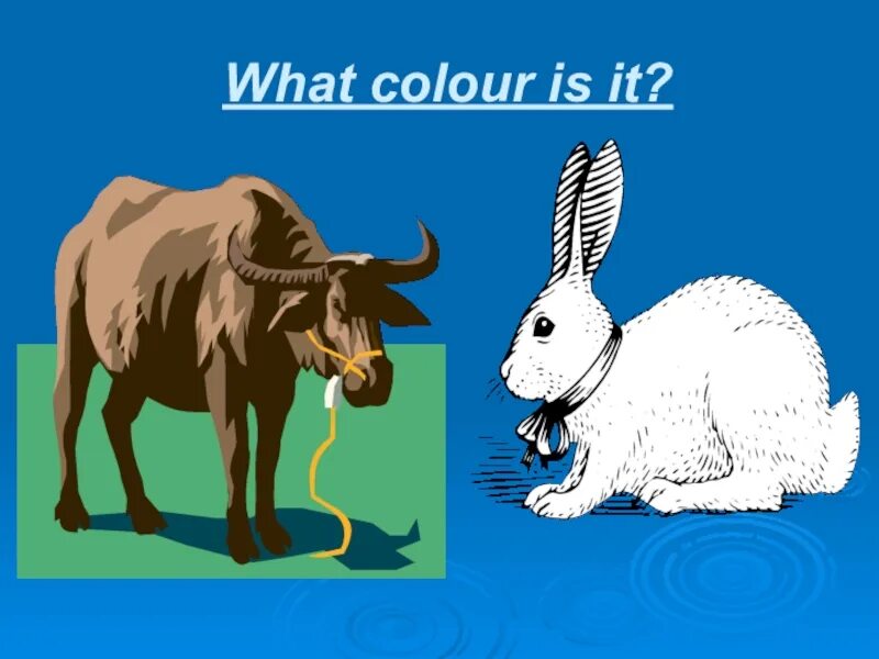 What s color is it. What colour is. what colour is it. what color is it. what color is different.