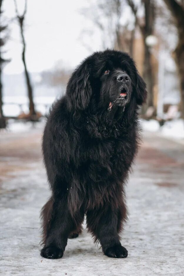 Большая черная собака. Ньюфаундленд порода собак медведь. Большая черная лохматая собака. Большая серная пушистая собака. Черная лохматая собака порода.