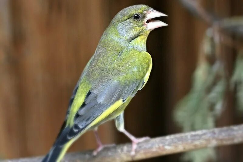 Птица зеленушка фото самца и самки. Зеленушка Вьюрковые. Зеленушка птица самка. Зеленушка самец. Обыкновенная зеленушка самка.
