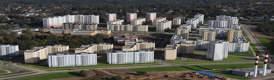 Цветы в осиновой роще