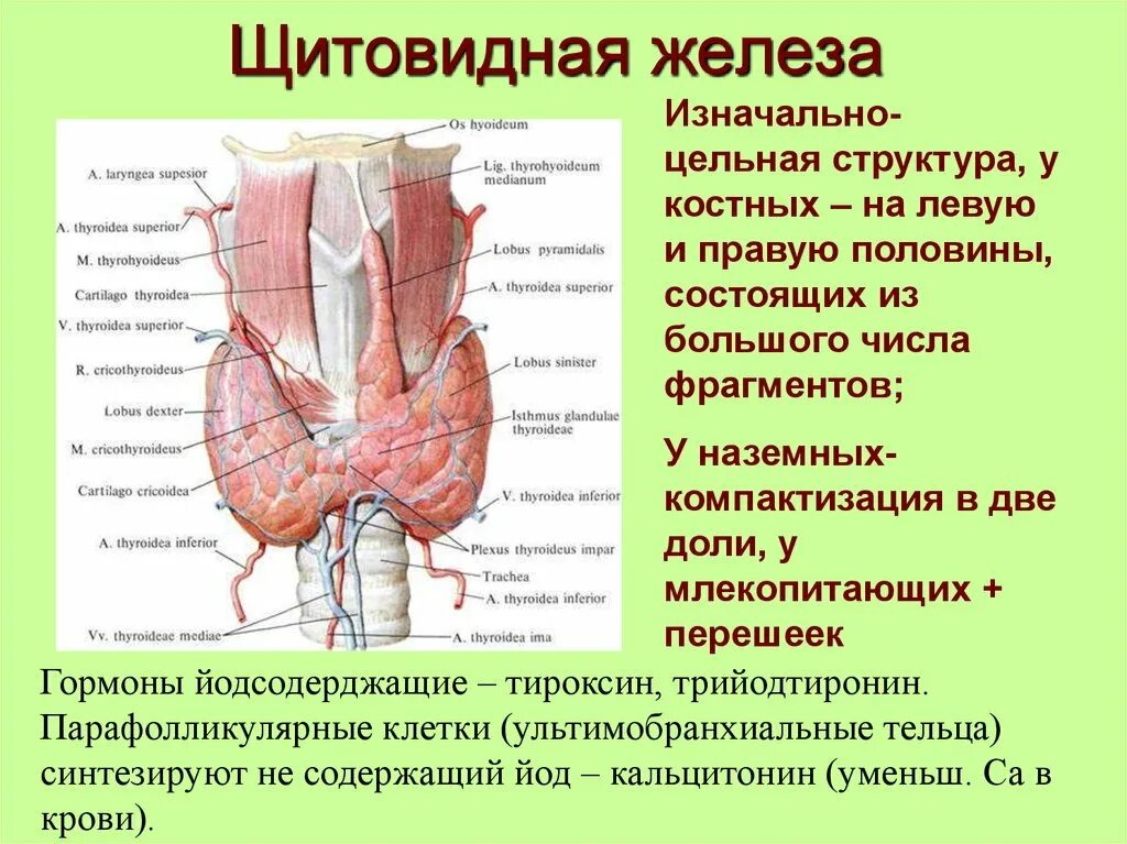 Верховые железа. Строение щитовидной железы животных. Строение щитовидной железы собаки. Строение щитовидной железы анатомия животных. Щитовидная железа у животных.