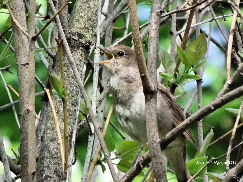 Лучшая песня соловья. Лучшая песня соловья. Лучшая песня соловья. Соловей картинка. Соловей на ветке.