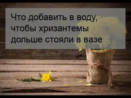 Уход за хризантемами в вазе