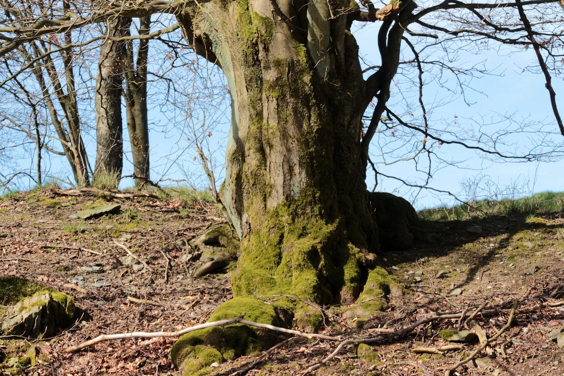 Wild tree