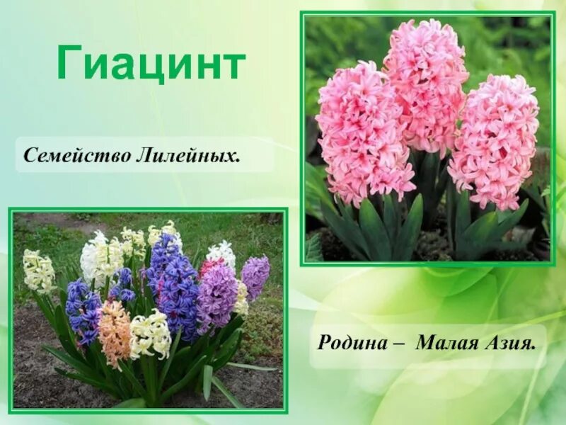 Значение цветов гиацинт. Лилейные гиацинт. гиацинт соцветие. гиацинт гибридный. гиацинт (растение).