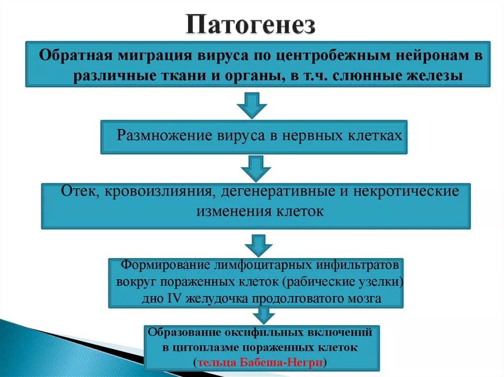 Вирусы патогенез. Эпидемиология патогенез бешенства. Вирус бешенства патогенез. Патогенез бешенства схема.