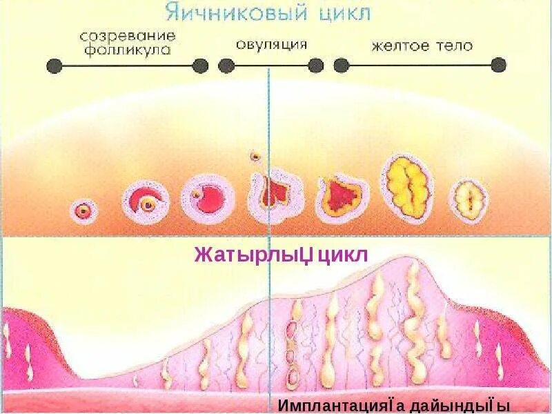 Регуляция овуляции и развития желтого тела