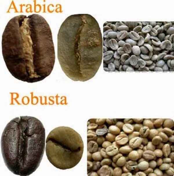 Кофе робуста отличается. Сорта кофе Арабика и Робуста. Сорта кофе в зернах Арабика и Робуста. Зерна Робуста и Арабика отличия. Арабика и рабу та зерна.