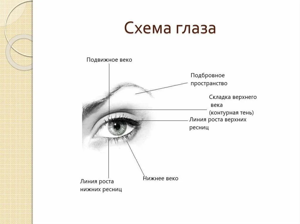 Строение глазного века схема. Строение глаза визаж. Нижнее веко схема. Строение глаза для макияжа.