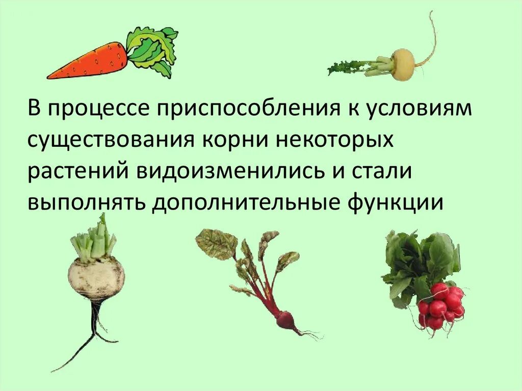 Какое видоизменение побега выполняет функцию запасания веществ. Корнеплод это видоизменение.