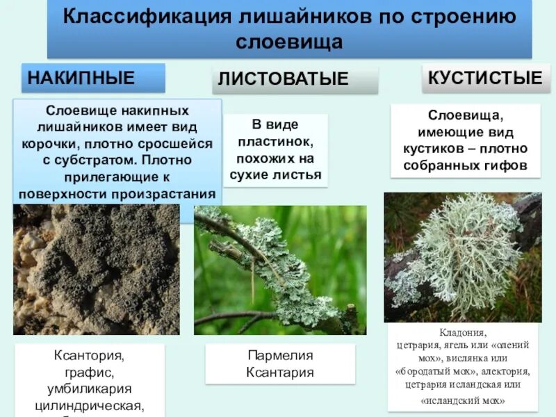 Лишайники и животные общие признаки. Накипные листоватые кустистые. Накипное слоевище лишайника. Лишайники. Накипная слоевица. Лишайники накипные листоватые кустистые примеры.