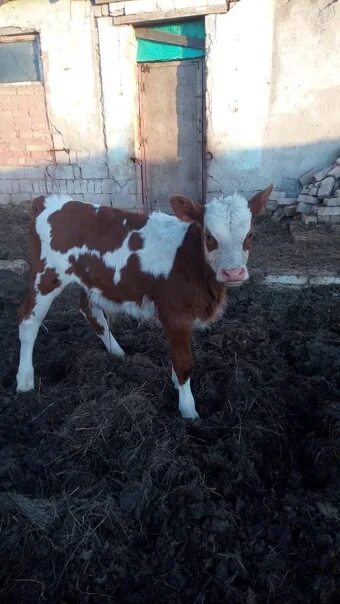 Черно пестрые телята. Телята бычки маленькие. Телята 2 года чёрные. Холмогоры бычки. Телята голштинской породы 1.