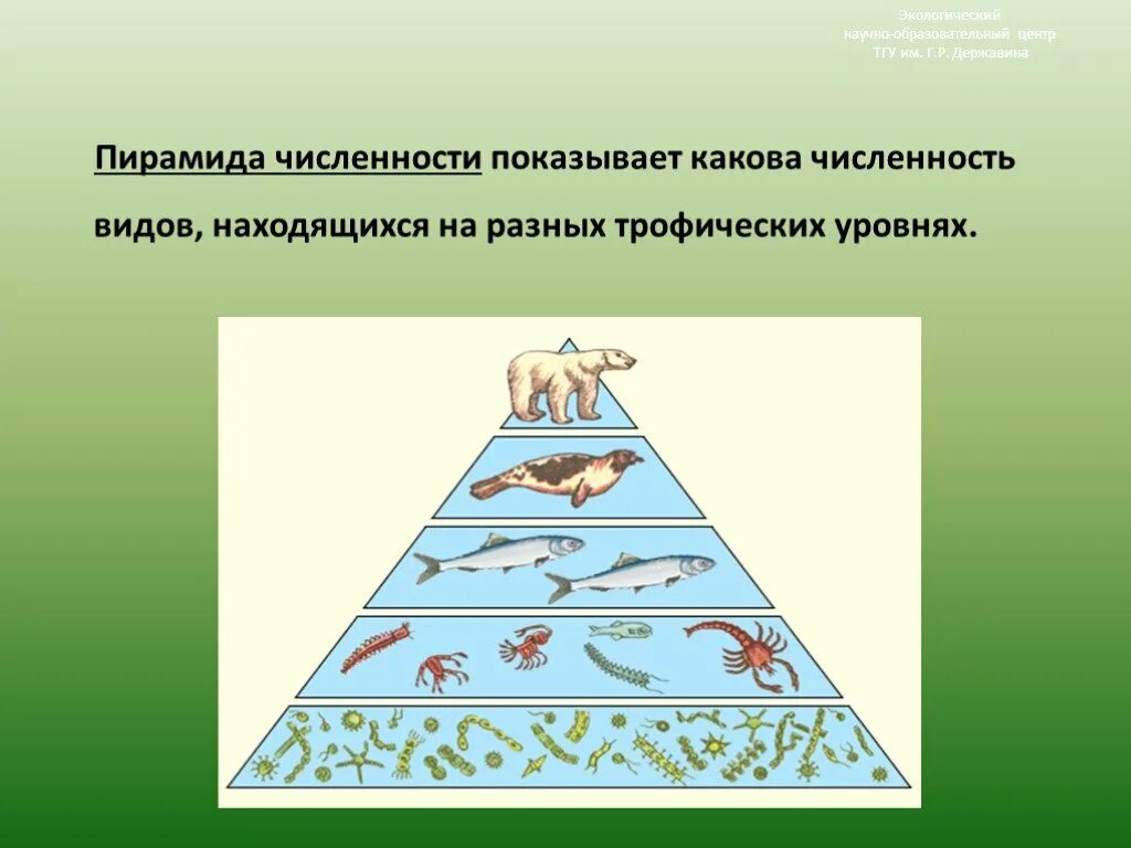 Пирамиды численности и биомассы это в биологии. Экологическая пирамида чисел. Экологическая пирамида (чисел, массы, энергии).. Пирамида численности экология. Экологическая пирамида биоценоза