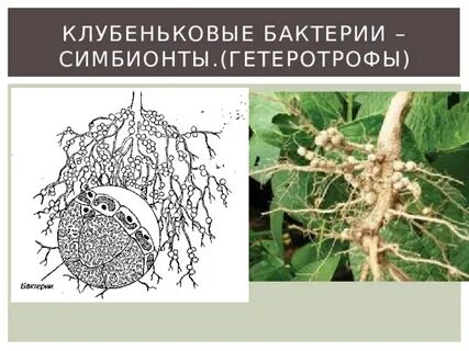 Роль азотфиксирующих бактерий