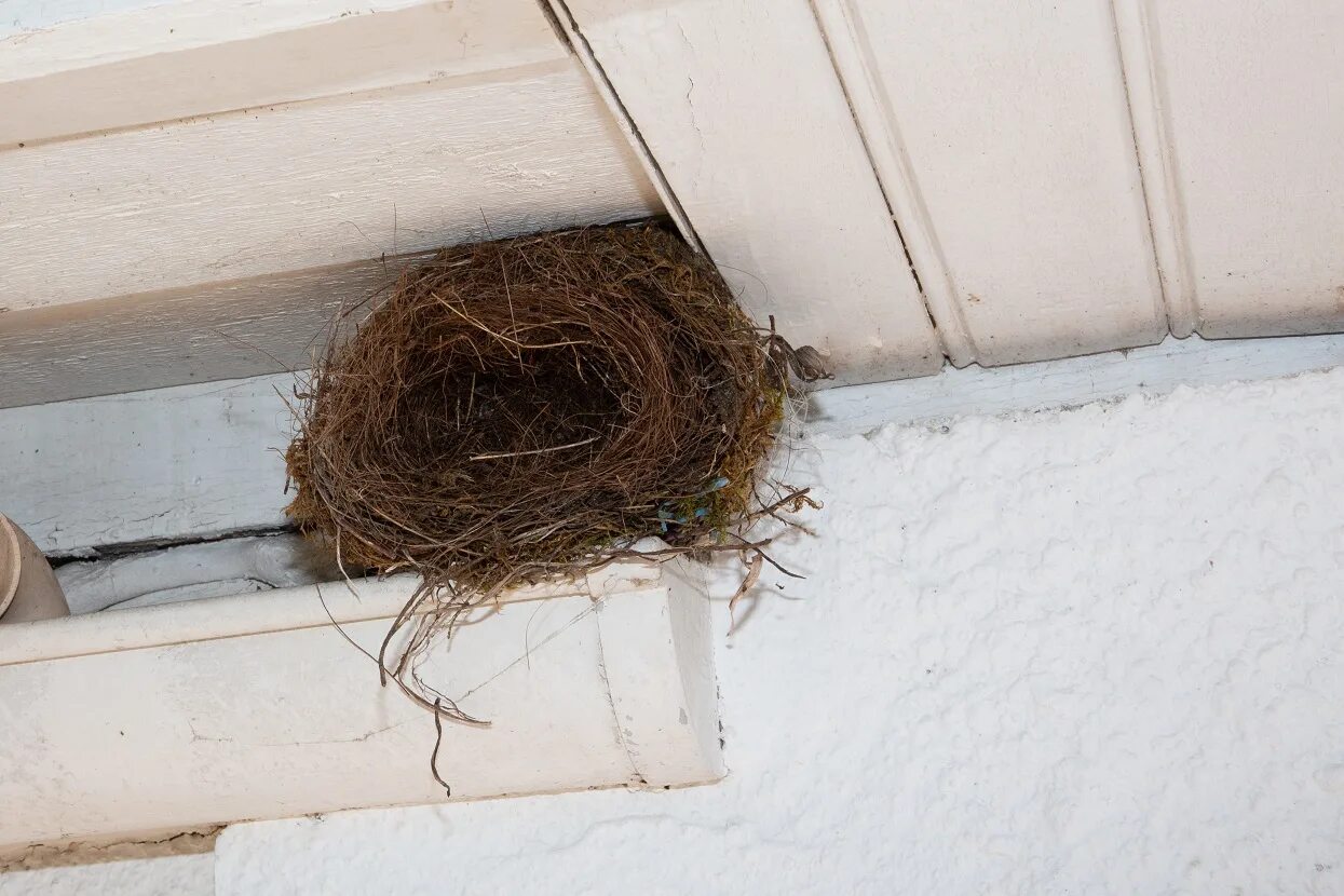 Гнезда птиц под крышей дома. Гнездо ласточки под крышей. Ласточки свили гнездо. Гнездо под крышей. Гнездо ласточки на доме.