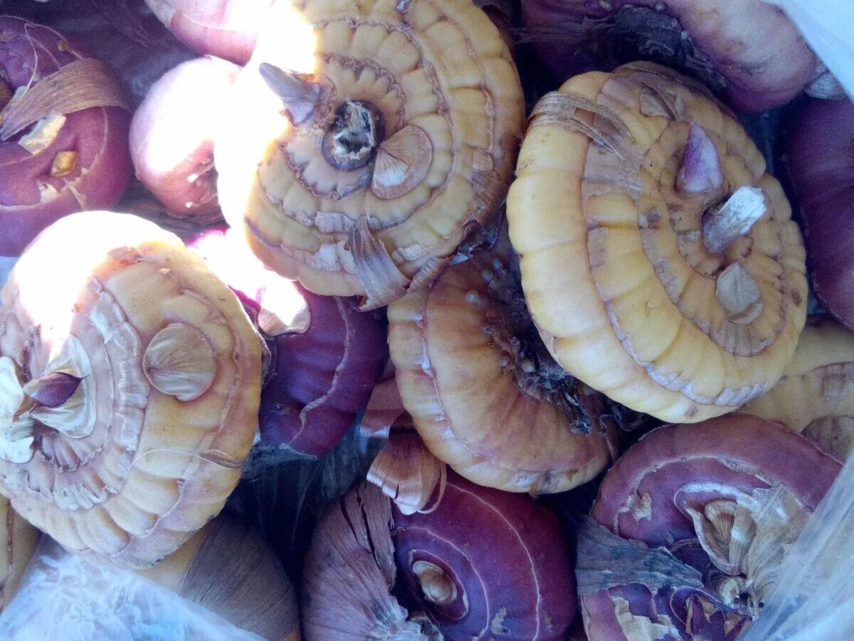 луковицы гладиолусов очищают. старая луковица гладиолуса. подготовка луковиц гладиолусов к посадке. гладиолусы разрезание луковицы. донце луковицы гладиолусов.