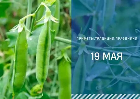 Горох яровой