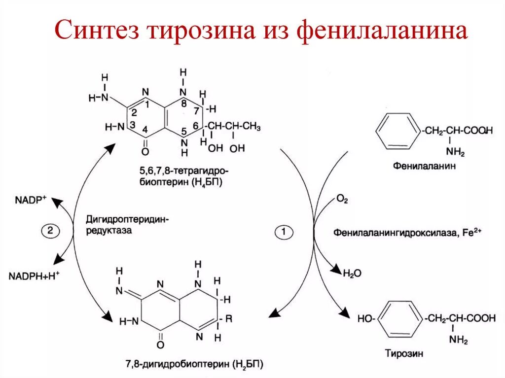 Фенилаланин биохимия. Реакция гидроксилирования фенилаланина. Синтез тирозина реакция гидроксилирования. Гидроксилирование фенилаланина с образованием тирозина. Гидроксилирование аминокислот реакция.