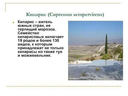 Текст кипарис