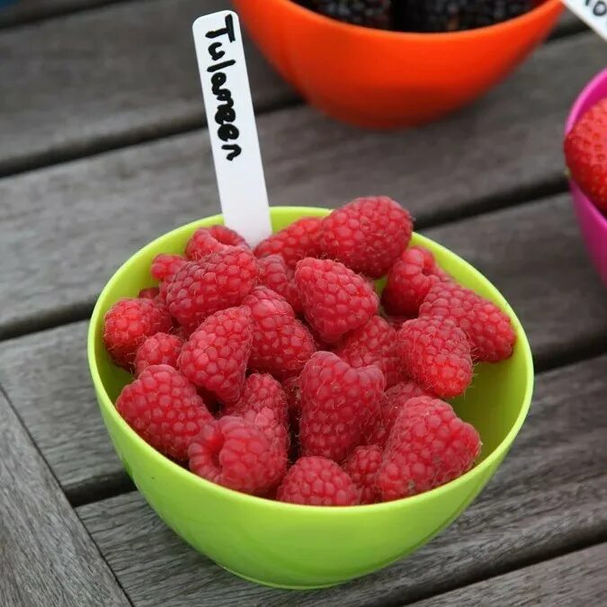 Малина сорт туламин. Малина рубус. Раннеспелая малина сорт. Малина туламеджик. Малина тула мейджик.