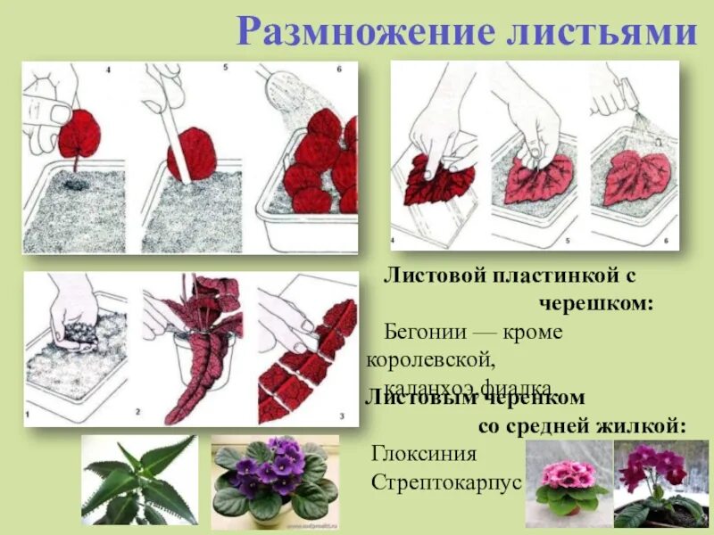 Вегетативное размножение бегонии