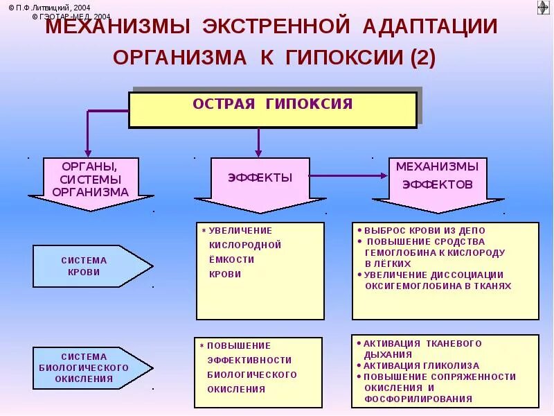 Экстренный механизм адаптации к гипоксии. Механизмы адаптации организма к гипоксии. Механизмы экстренной адаптации организма к гипоксии. Механизмы долговременной адаптации организма к гипоксии.