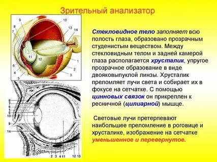 Зрительный анализатор строение глаза оптическая система глаза