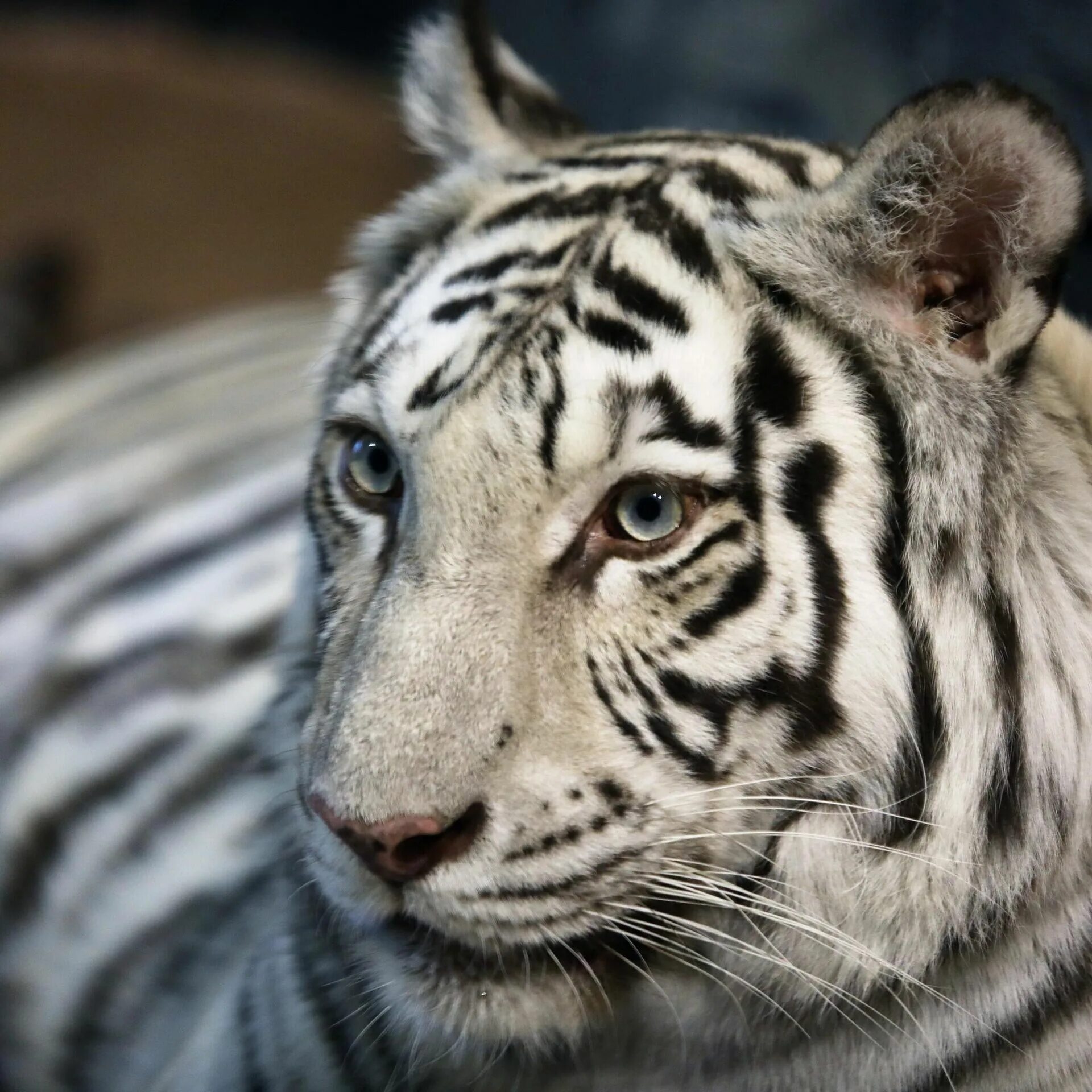 Белый тигр в Лимпопо. Тигр Лимпопо. Бенгальский тигр подвид тигра