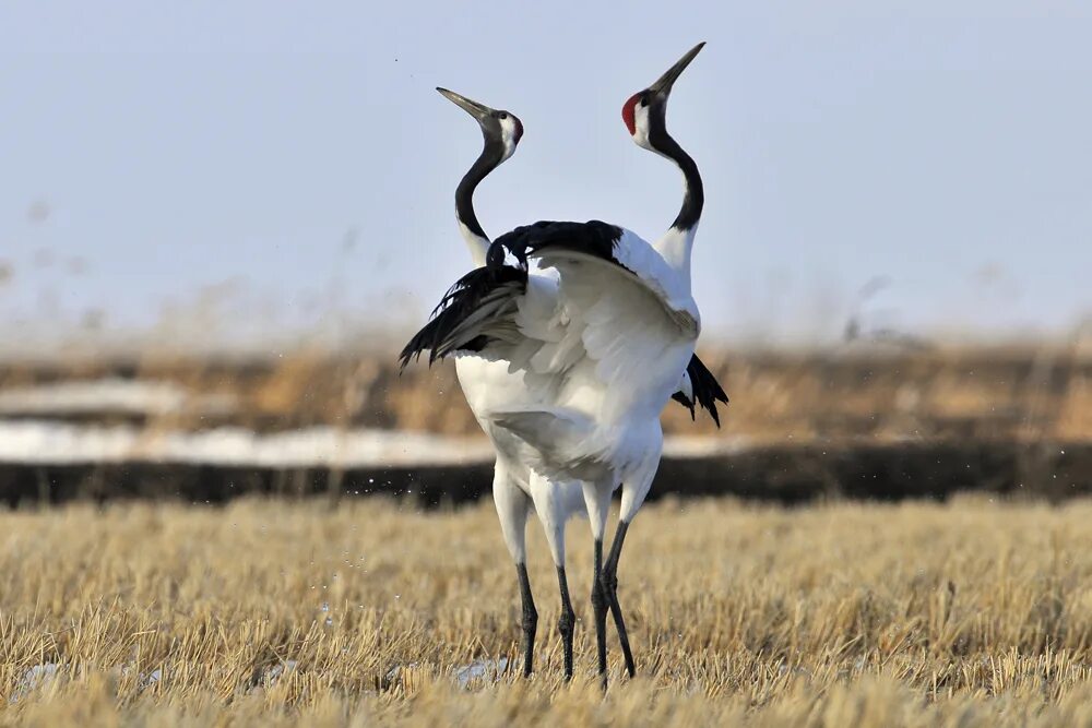 Журавль живет лет. Японский (Уссурийский) журавль Grus japonensis. Даурский заповедник японский журавль. Японский журавль, Даурский журавль. Даурский заповедник Стерх.