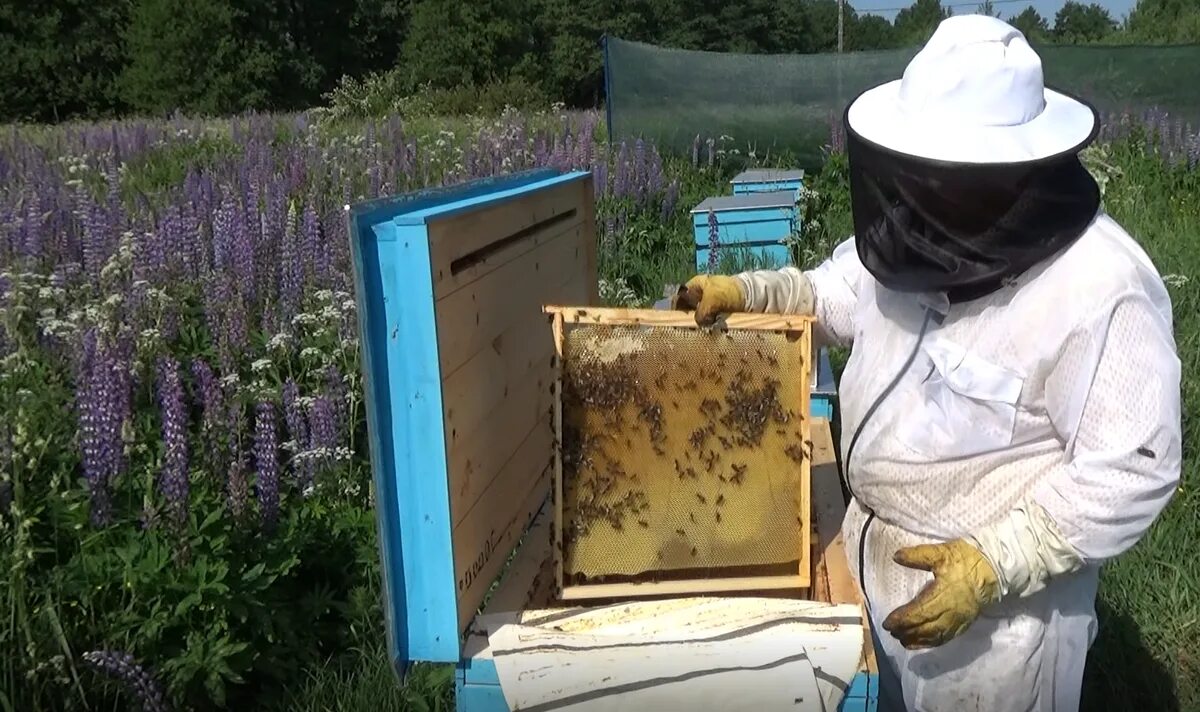 Когда выносить пчел. Владимирский улей лежак. Пасека в июле. Пчелиный пакет. Блоггеры пчеловоды.