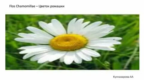 Пять ромашка шесть ромашка