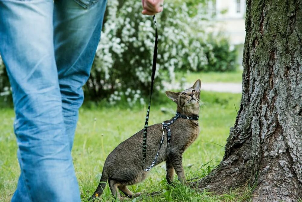 Можно ди гулять. Кошка на прогулке. Поводок для кошек для прогулки. Кот на прогулке на поводке. Кот на улице на шлейке.