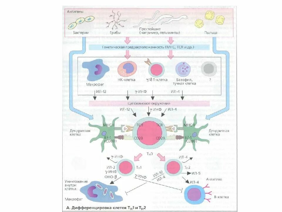 Т хелперы 1 и 2. В лимфоцит т хелпер и схема выработки иммуноглобулинов. Схема дифференцировки вакцины. Дифференцировка макрофагов. Иммунные клетки макрофаги