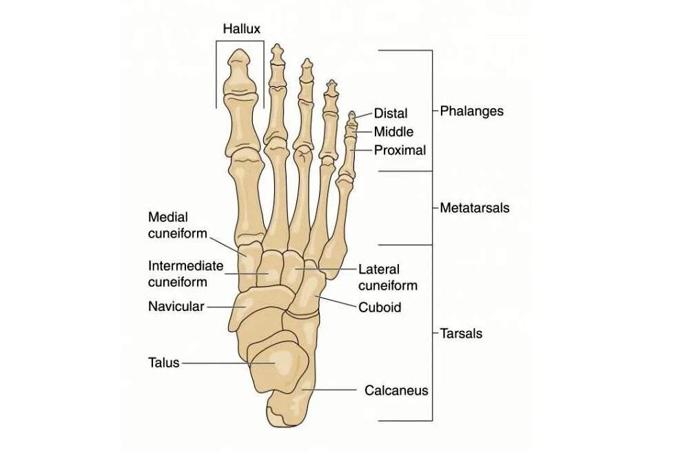 Фаланги стопы. Кости пальцев стопы анатомия. Проксимальная фаланга 1 пальца стопы.