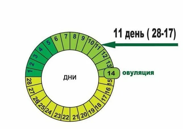 Кукузя калькулятор овуляции. Овуляция схема. Схема овуляции в картинках. Круг овуляции. Длительность овуляции у женщин.