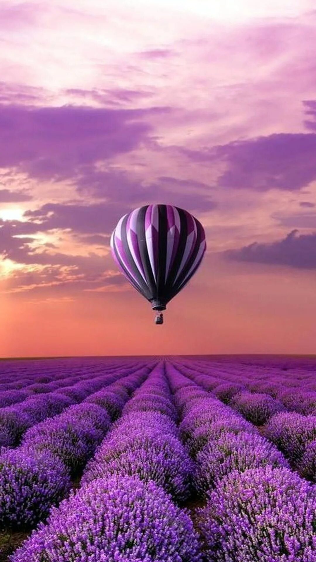 Фиолетовые цветы шарами. Алмазная мозаика Лавандовое поле. Сиреневые цветы. Воздушный шар над лавандовым полем. Лаванда и воздушный шар.