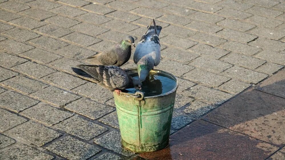 Голубь пьющий воду. Птица в ведре. Птицы пьют воду. Голуби пьют воду. Голубь сидит в луже.