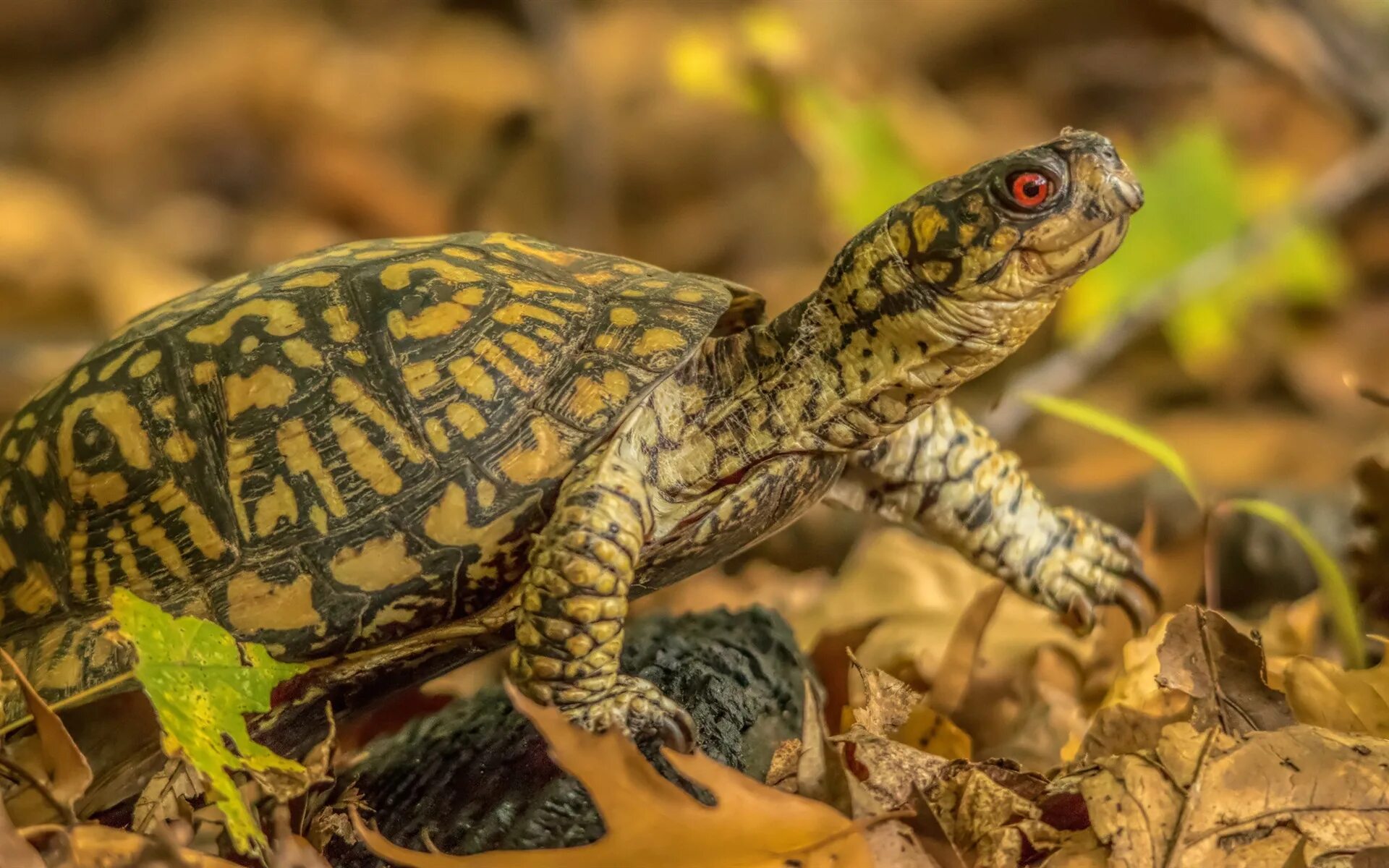 Left turtle. Осенняя черепашка. Черепаха осенью. Коричневая черепаха. Черепаха обои.
