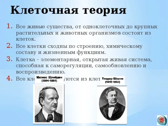 Современной клеточной теории соответствует положение. Современной клеточной теории соответствует положение