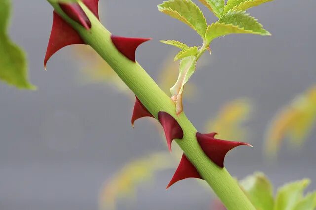 Quotes about roses. Thorny rose. Roses have thorns. The rose and the thorn. Roses have thorns.