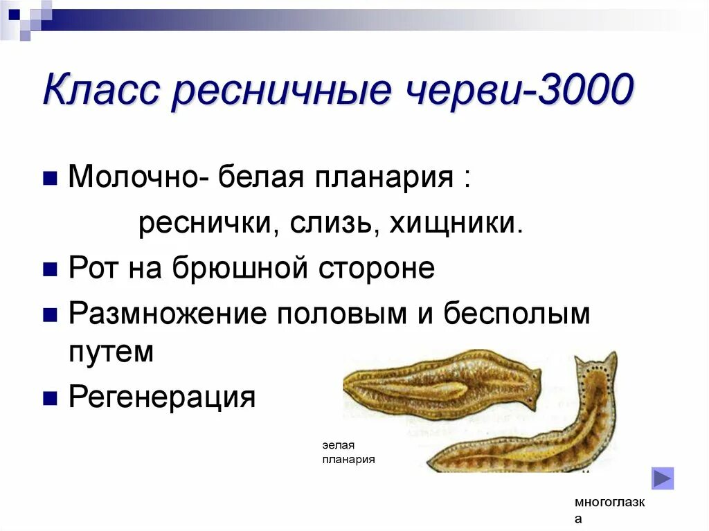 Система ресничных червей. Класс Ресничные черви. Внутреннее строение ресничных червей. Форма тела класса Ресничные черви. Ресничные черви таблица.